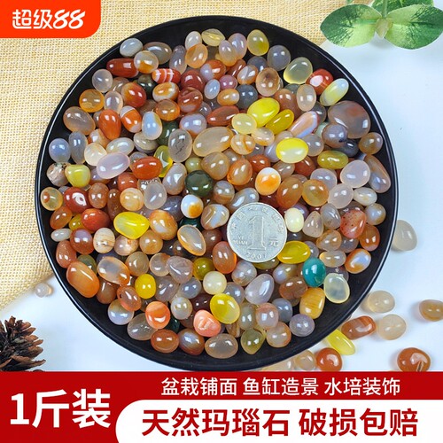 天然鹅卵石多肉|超1.6万次加购