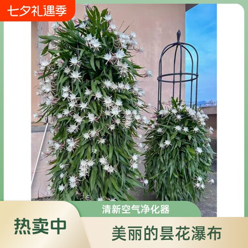 昙花苗四季开花|超1000次加购
