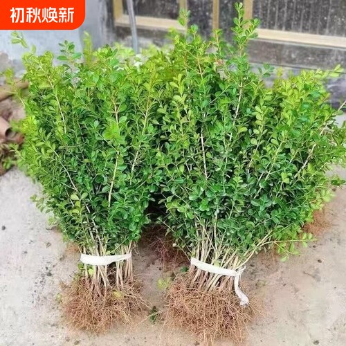 小叶黄杨球瓜子别墅地栽绿植