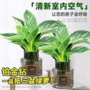 铂金钻盆栽蔓绿绒绿萝室内植物花卉绿植水培多肉新房家用吸除甲醛