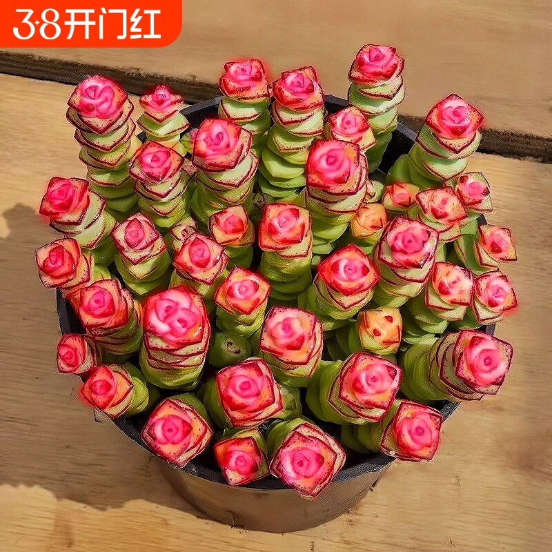 牡丹钱串群生招财钱串花卉盆栽多肉植物办公室阳台防辐射绿植新款