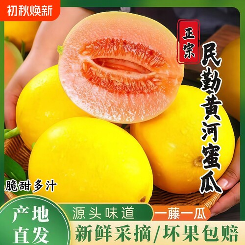 甘肃民勤沙漠蜜瓜正宗黄河蜜瓜新鲜水果现摘应当季整箱黄金脆香瓜