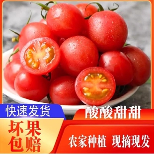 农家露天种植千禧冰糖心圣女果新鲜水果西红柿自然熟蔬菜小番茄