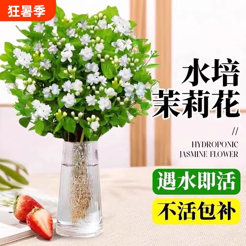 茉莉花苗盆栽水培植物驱蚊九里香老桩花卉室内好养活四季开花客厅