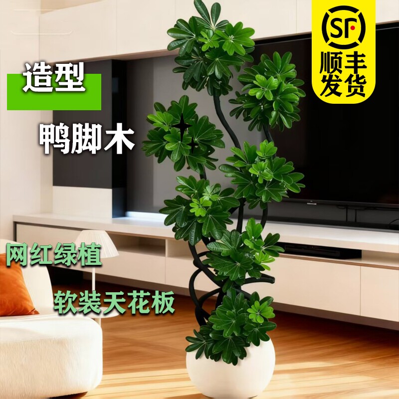 造型鸭脚木客厅大盆栽鸭掌木室内大型四季常青绿植物摆放软装创意