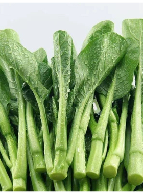 菜心青菜叶菜500g包邮种植蔬菜绿色精选新鲜蔬菜