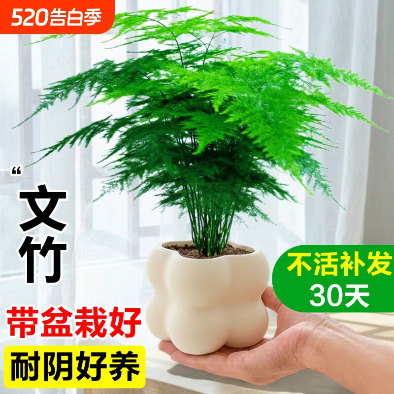 文竹小盆栽室内竹子盆景特大号老桩绿植物摆件办公室桌面四季客厅