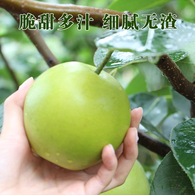 一口爆汁青皇冠梨应季鲜滋味老树结好果脆甜无渣现摘应季水果,水产肉类/新鲜蔬果/熟食,梨,淘宝优惠券,粉丝福利购,淘宝优惠卷