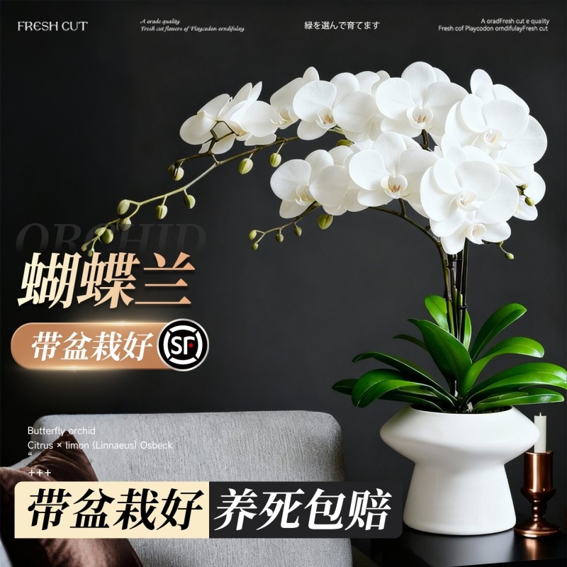 蝴蝶兰盆栽带花苞花剑兰花卉苗室内客厅阳台绿植物全国四季好养活