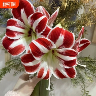 开花自然开花客厅办公新年装 花开美丽朱顶红四季 特大 饰品 正品
