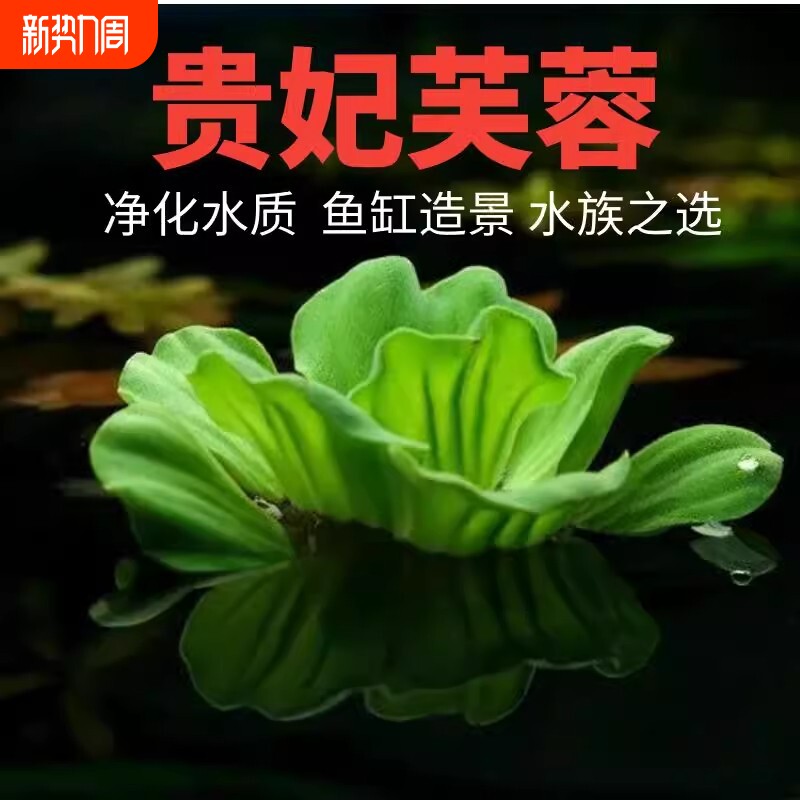 水芙蓉浮萍水草水生植物和鱼龟供养躲避造景池塘水培净化水质增氧
