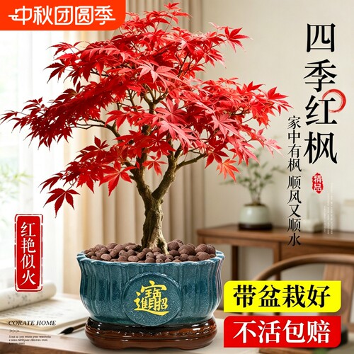 日本红枫树苗盆栽老桩盆景室内庭院四季植物高端绿植客厅办公桌