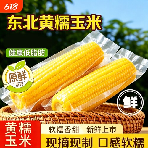 黄糯玉米东北甜糯拉丝玉米新鲜香甜黏玉米棒宝宝辅食真空现摘软糯