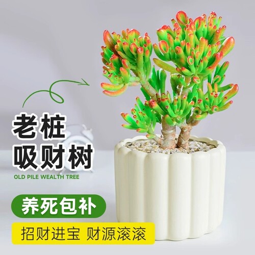吸财树多肉老桩植物招财盆栽办公室内特大桌面发财树绿植四季常青