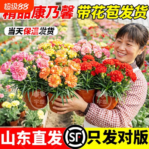 带花康乃馨盆栽带花苞四季花卉室内耐寒阳台植物好养易活开花重瓣