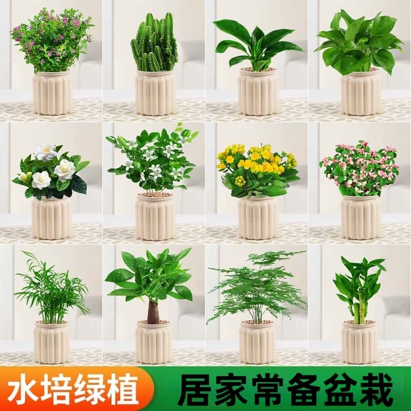 水培植物发财树盆栽绿萝箩栀子花绿植花卉室内多肉好养活茉莉花