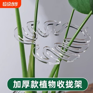 龟背竹固定神器支撑杆架枝干收拢架植物防倒伏支架绿植花架