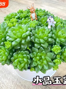 水晶玉露多肉小盆景植物室内花卉绿植盆栽玉露桃蛋老桩精品草玉露