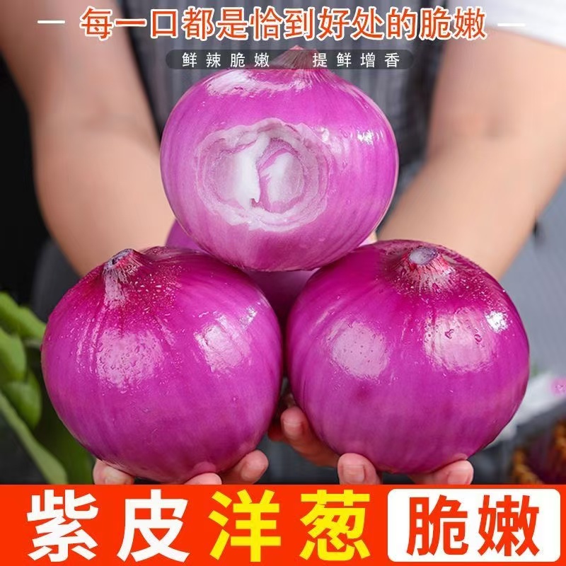 洋葱新鲜紫皮红皮深紫圆葱4.5斤可生吃不辣好吃现挖农家批发蔬菜