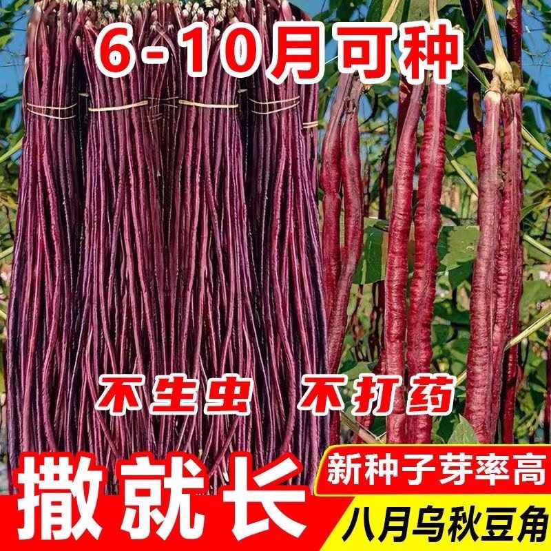 八月乌秋豆角种子紫红豇豆角春秋两用高产十月红农家老品种蔬菜籽