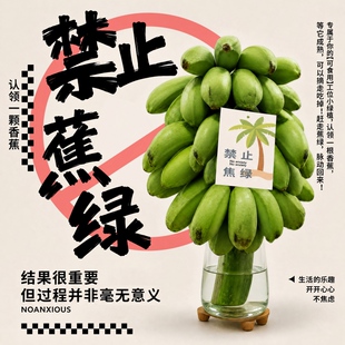 禁止蕉绿办公室水培整串小香蕉拒绝焦虑小米蕉迷你香蕉静止不蕉绿