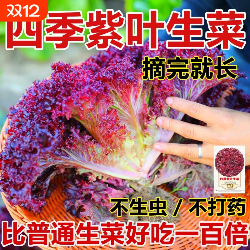 紫叶生菜种子蔬菜种子四季种意大利菜种子籽种紫奶油生菜种子一年
