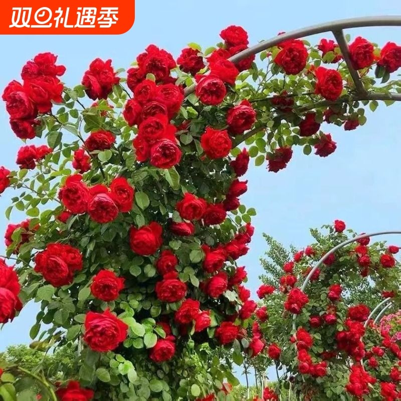 1米6大苗蔷薇花苗藤本月季爬藤绿植物花卉盆栽庭院无刺月季花苗