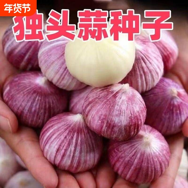 【2025年新种子】独头蒜种子紫皮正宗独头蒜种子促销活动