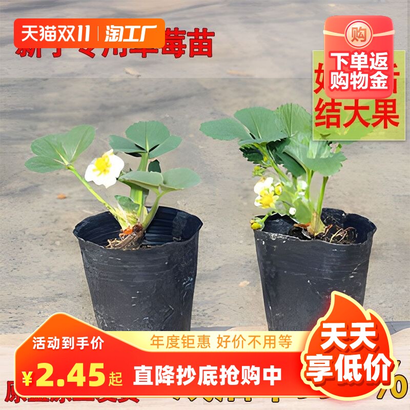 草莓苗四季盆栽食用奶油隋珠红颜白雪穴盘苗果苗南北阳台种植好养怎么样,好用不?