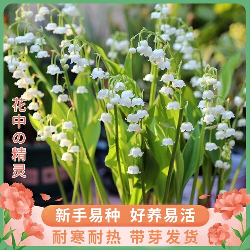 香水铃兰花阳台庭院花卉绿植盆栽