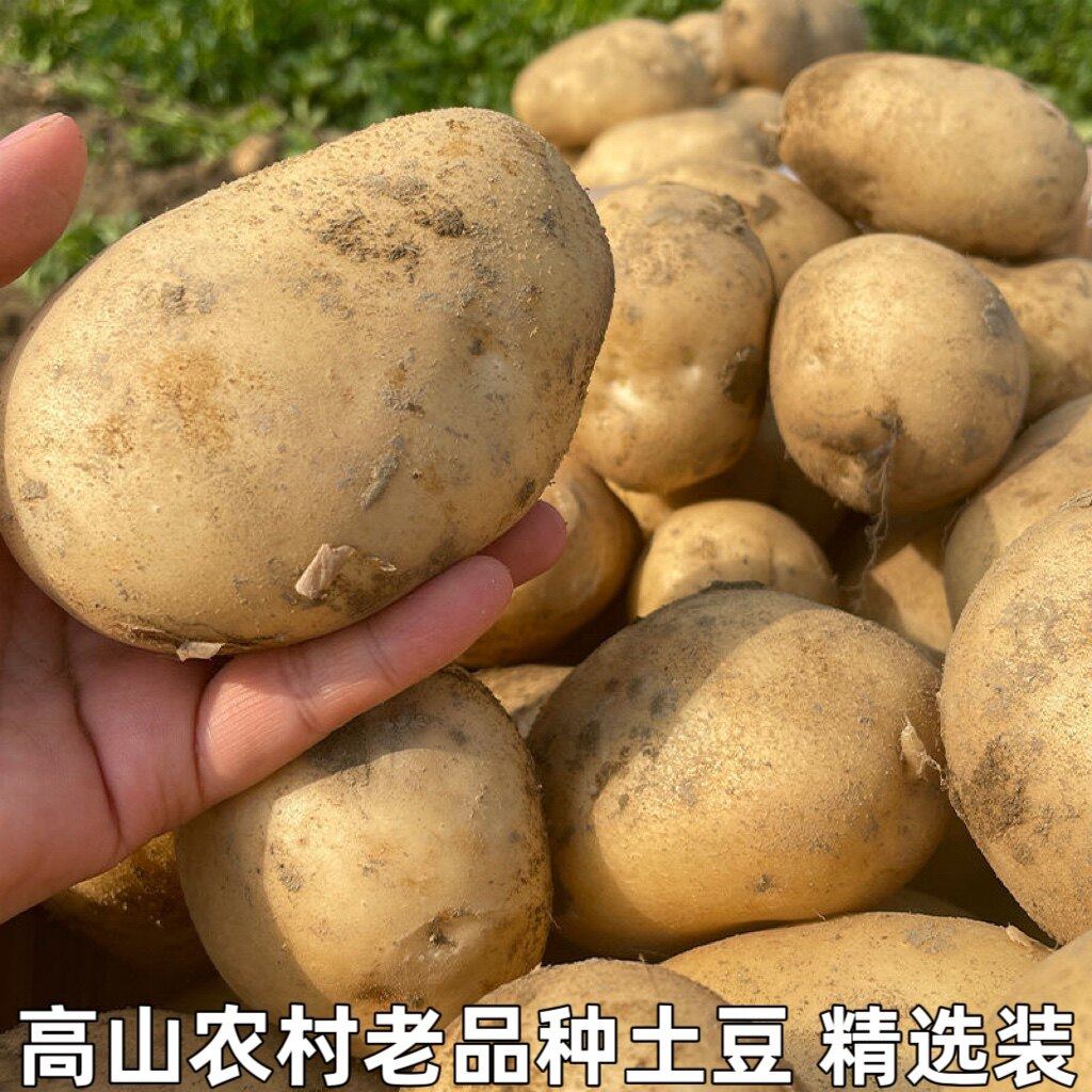 正宗农家土豆新鲜黄心土豆粉糯马铃薯高山土豆烧烤洋芋,水产肉类/新鲜蔬果/熟食,土豆,淘宝优惠券,粉丝福利购,淘宝优惠卷