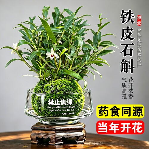 水培苔藓球铁皮石斛兰盆栽七彩香水花苗室内懒人好养名贵花卉绿植