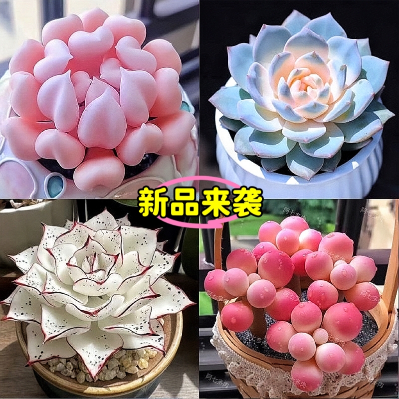 25年冬新品爆款丘比特多肉植物高颜值多肉组合红蜻蜓新手好养盆栽