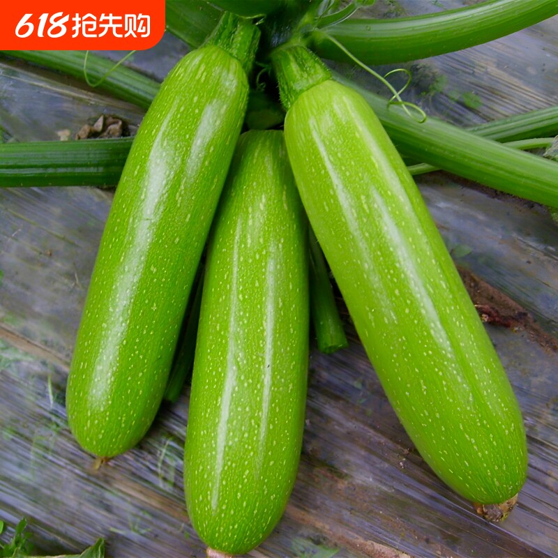 西葫芦种子苗盆栽种籽蔬菜种子大全瓜孑瓜苗水果高产耐热春秋播种