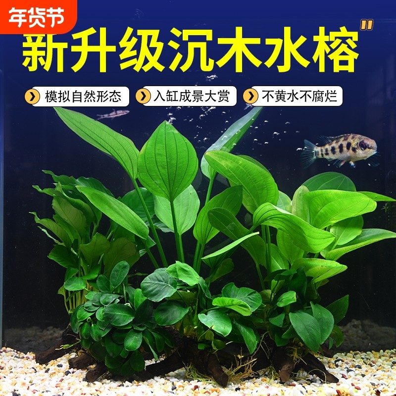 水榕沉木鱼缸水草植物真草水培增氧装饰阴性仿真沉木造景大叶水质