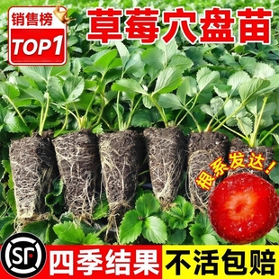 结果 盆栽丹东99草莓奶油草莓苗秧红颜草莓四季 草莓穴盘苗冬季 四季