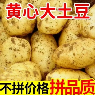 黄心土豆新鲜新土豆黄皮土豆批发价洋芋马铃薯黄肉土豆