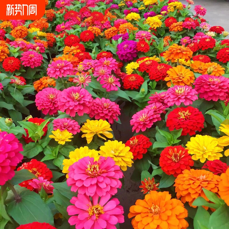 百日草花籽四季开花百日菊种子盆栽野花组合花种籽子播种庭院重瓣