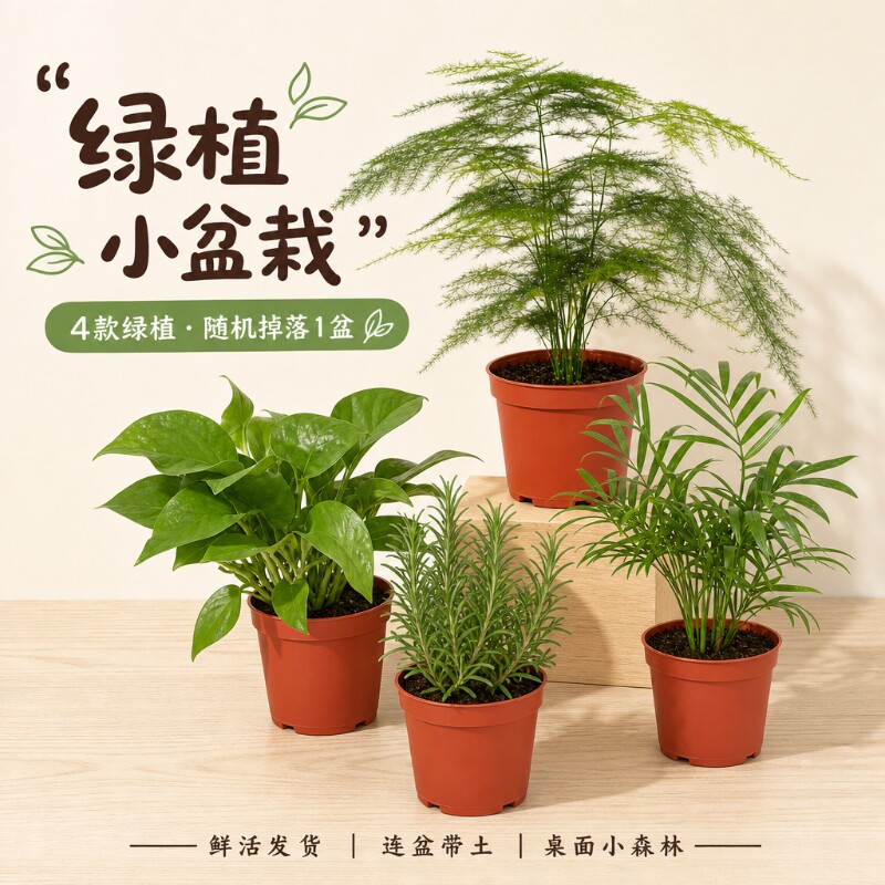 绿植盲盒小盆栽新手友好绿植办公室阳台桌面观叶植物好养易成活