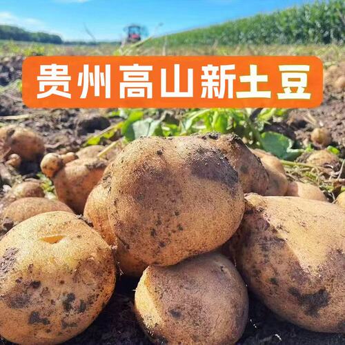新鲜土豆农家黄心黄皮