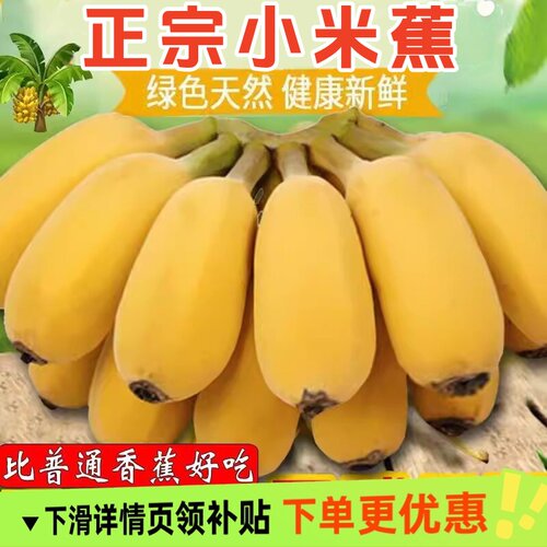 正宗苹果粉蕉当季新鲜水果包邮香蕉饱满香甜圆润批发苹果小米蕉