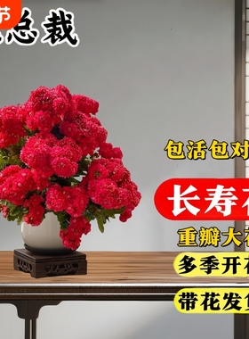 长寿花重瓣大花花苗盆栽带花苞四季开金狐狸好养阳台耐热花卉植物