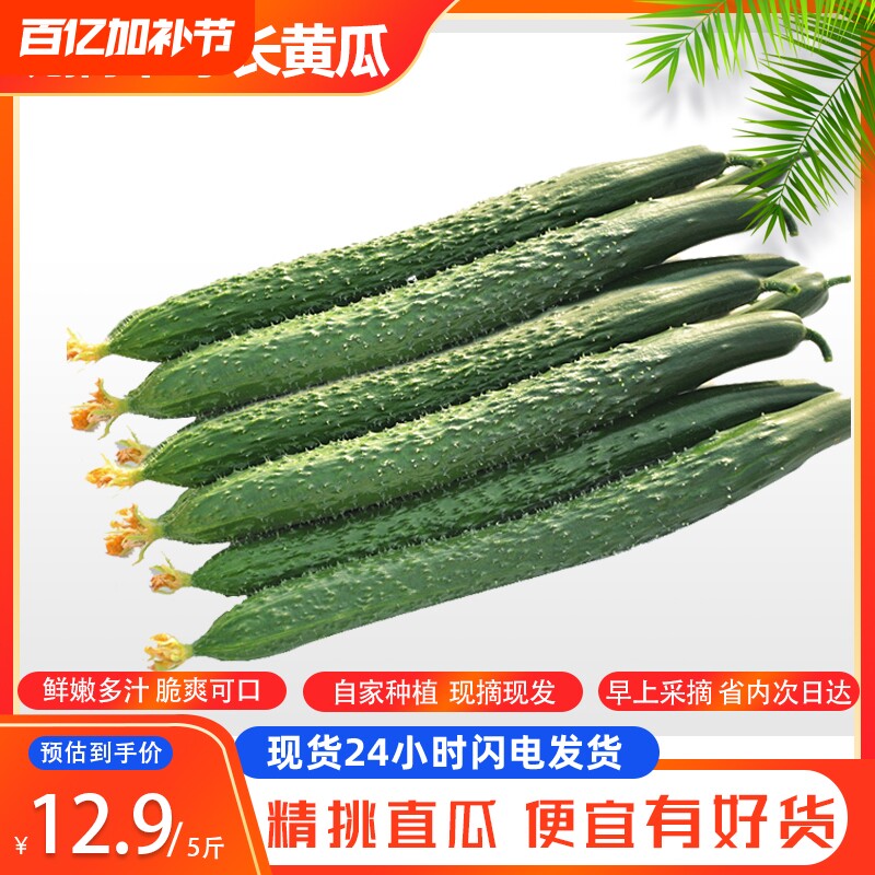 山东当季现摘黄瓜新鲜农家自种蔬菜小青瓜带刺长黄瓜5斤整箱包邮