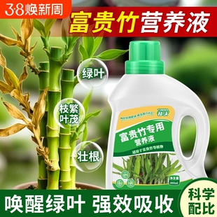 富贵竹专用营养液绿叶壮根转运竹节节高文昌竹水竹水培植物生根肥
