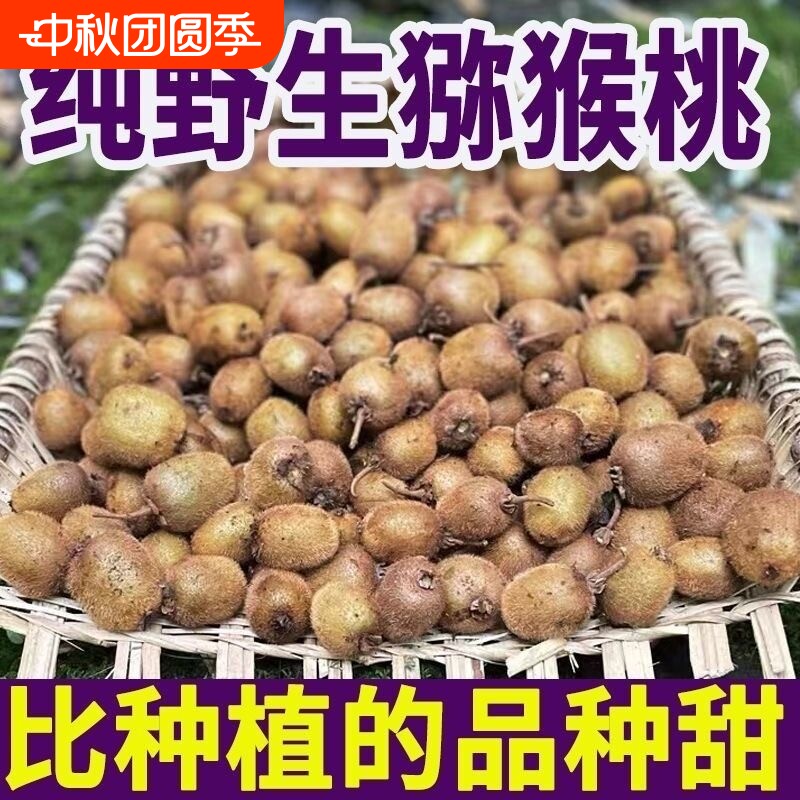 秦岭野生猕猴桃新鲜小弥猴桃现摘现发孕妇水果儿童翠香水果稀有图片