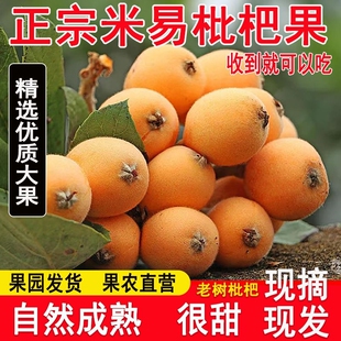 孕妇水果四川琵琶源头现摘 精选果王攀枝花米易枇杷果新鲜大果当季