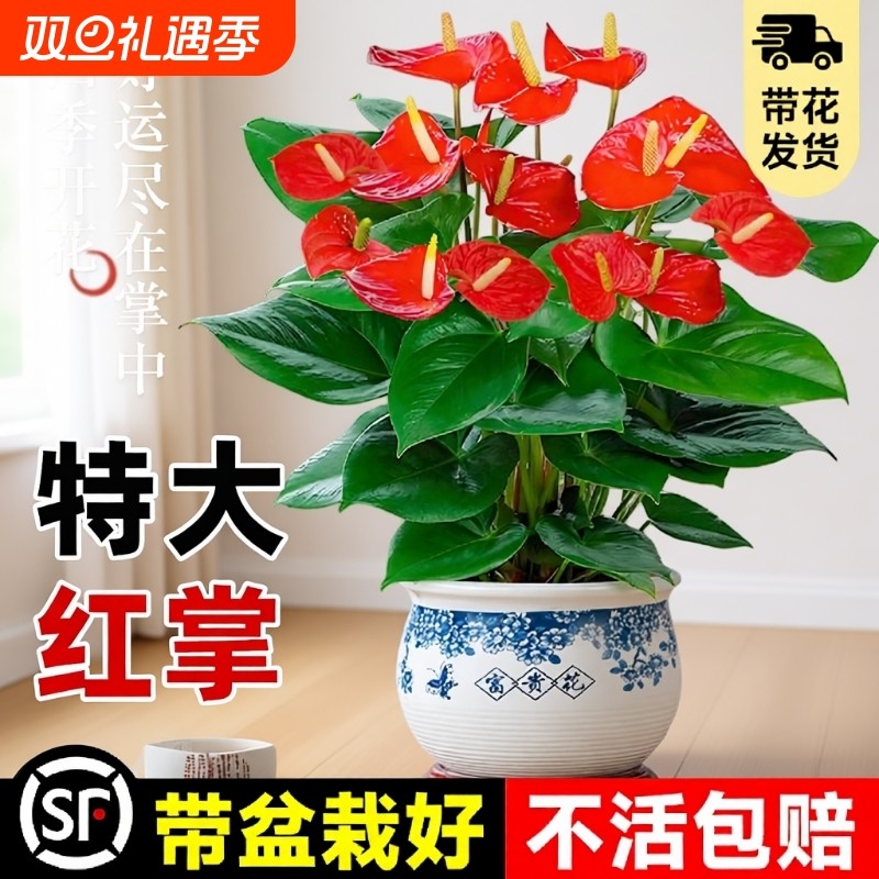 大盆特级红掌盆栽花卉植物室内绿植鸿运当头四季开花好养中式盆景