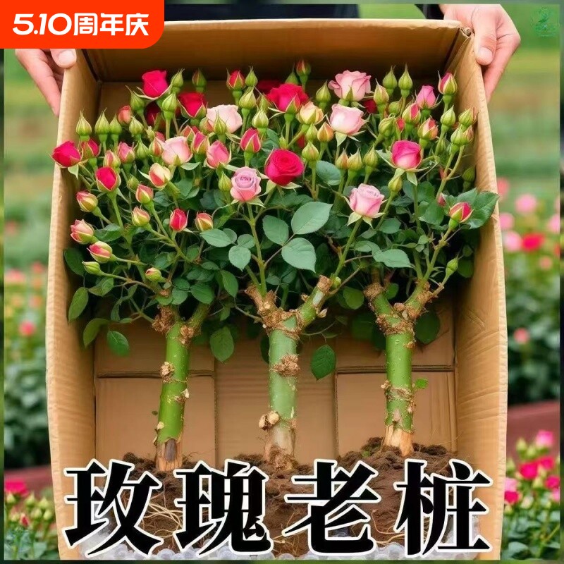 ���ڻ�ɫõ�廨����׮�����¼��������ļ��ϸ��������ڶ�ɫõ�廨[��ѡõ������׮] [һ����Ǥ��С��һ�����ɫ]  3.98Ԫ