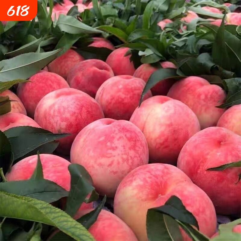 新鲜桃子现摘水蜜桃新鲜水果大桃子应当季软时令脆甜毛桃密桃