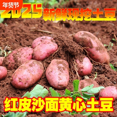 云南红皮黄心土豆|超2000次加购